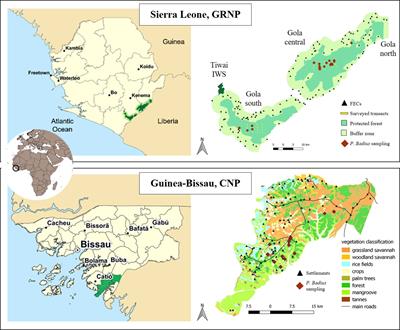 Dietary flexibility of western red colobus in two protected areas with contrasting anthropogenic pressure
